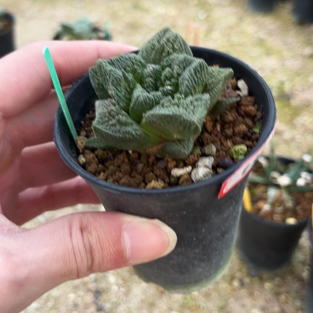 15号实生铁牛哥牡丹