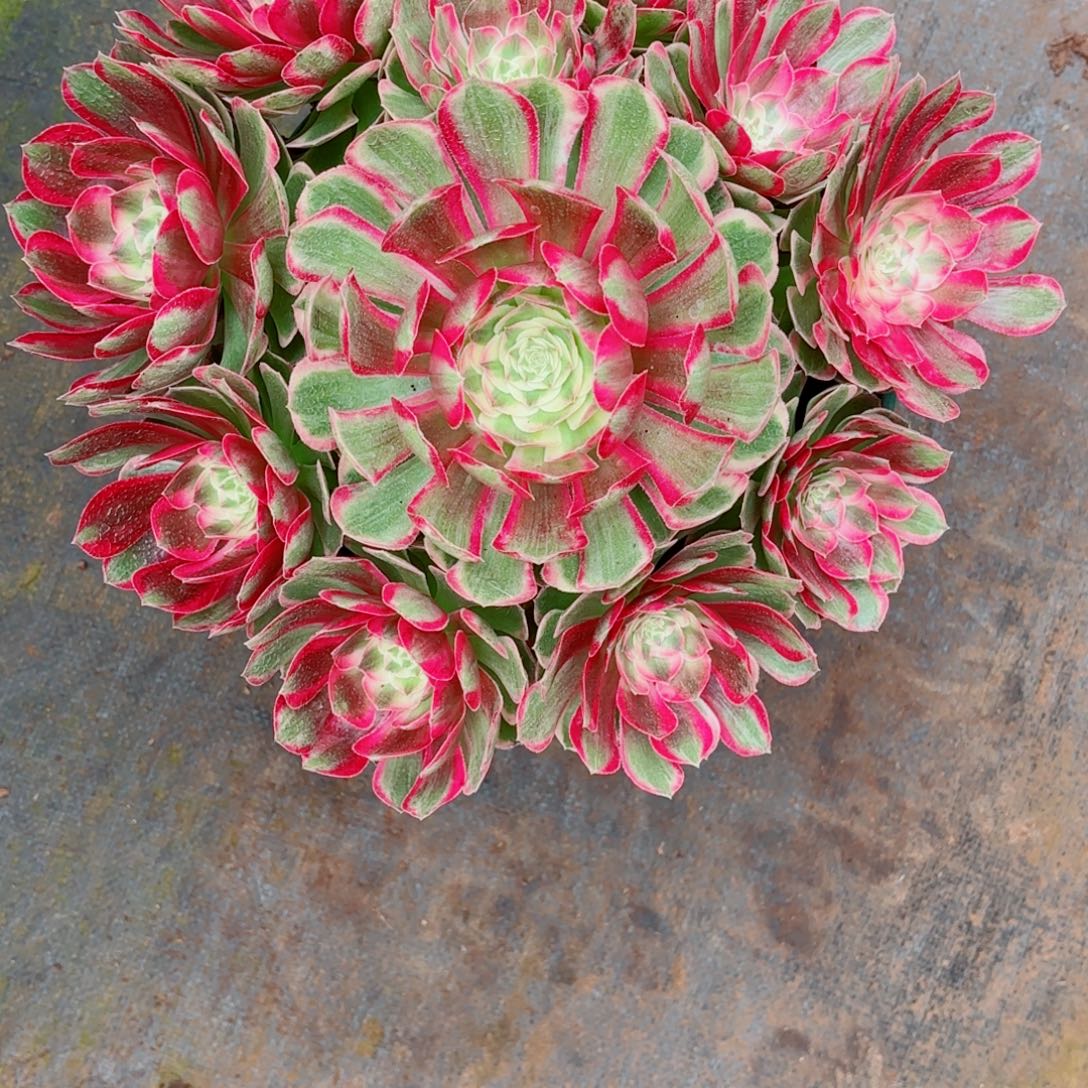 云南多肉植物孔雀翎