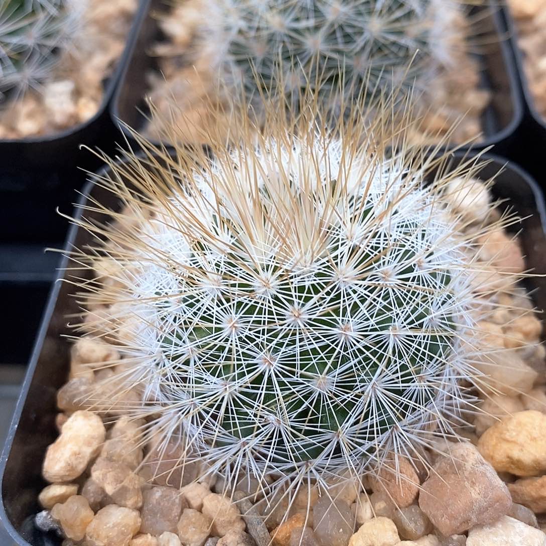 金刺马库斯实生4.5公分