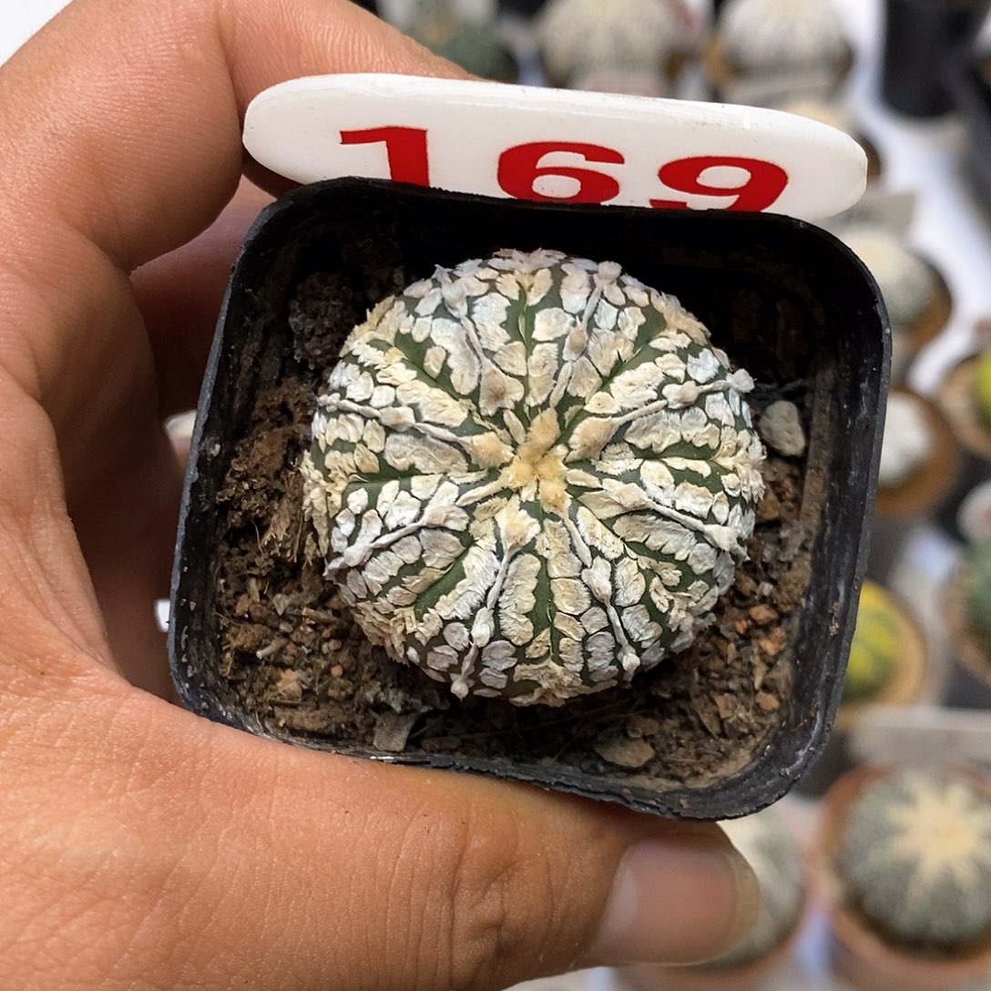 169福利特价来了打特价咯