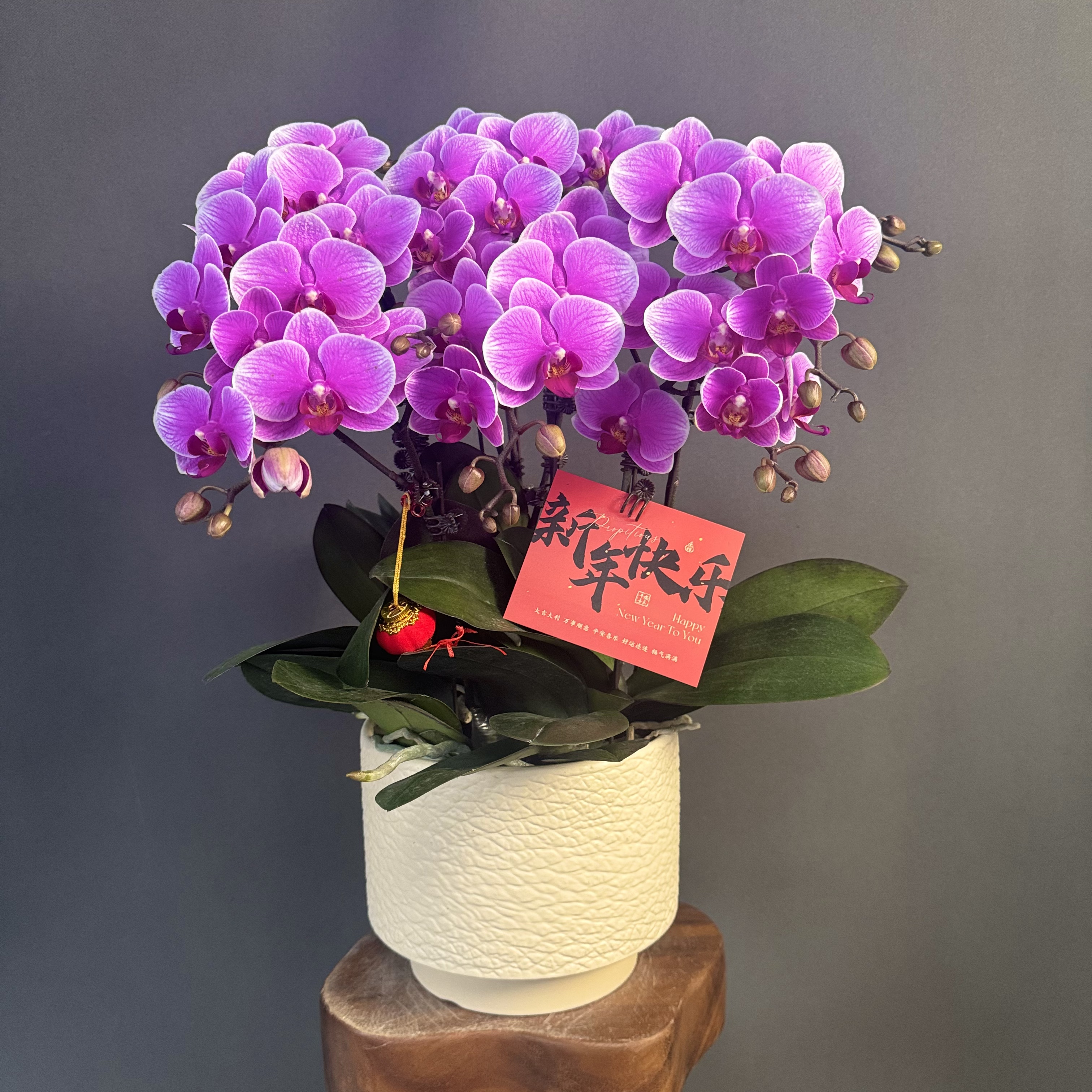 【红霞飞】紫白渐变中花型 多花苞好养活 蝴蝶兰高端室内花卉