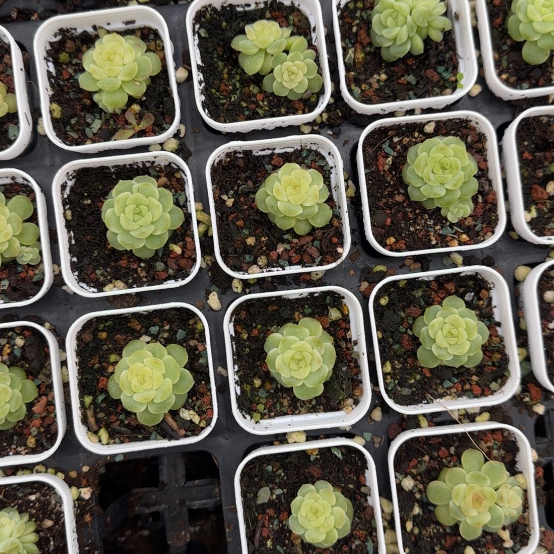 无尽灯盆外棚一个满25包邮