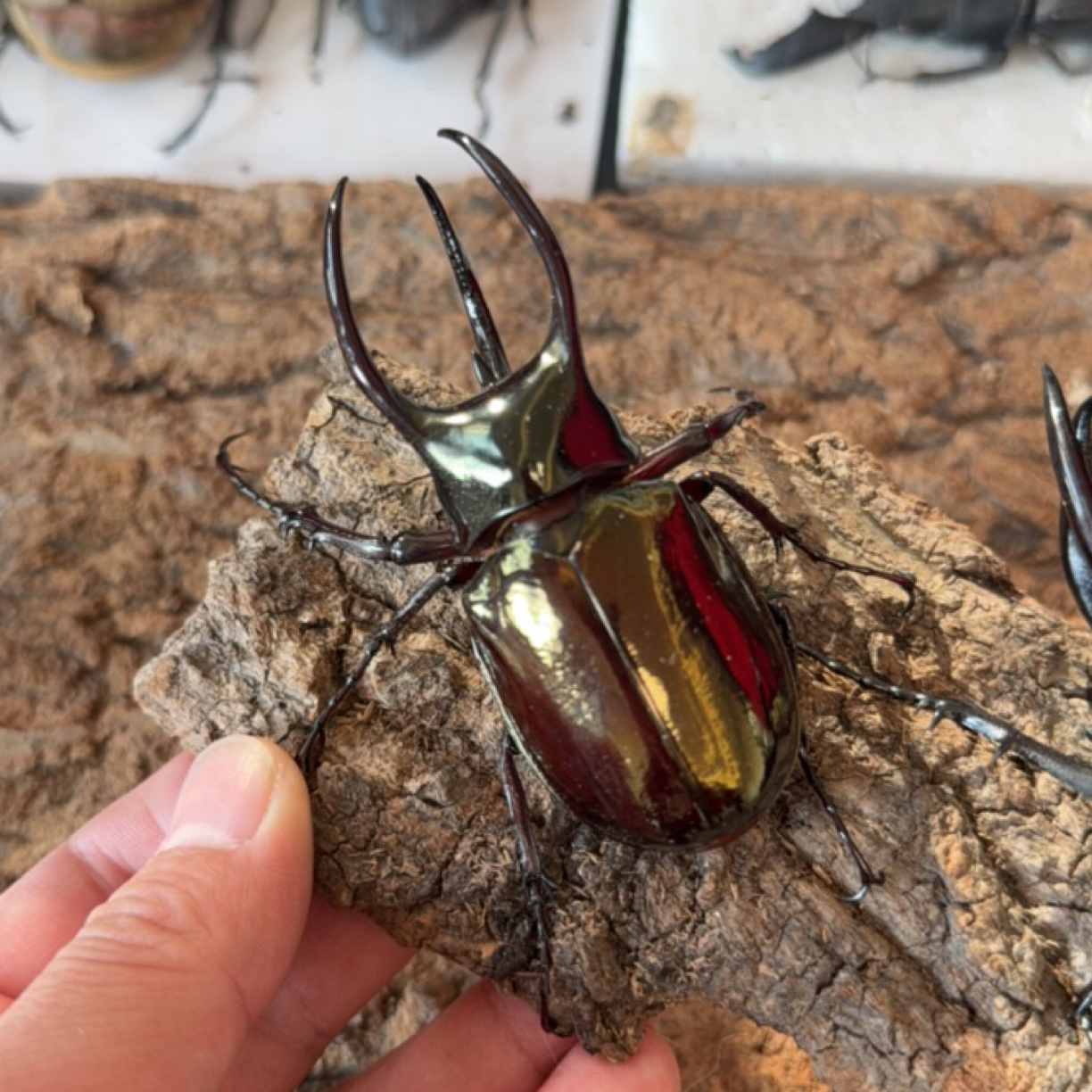 阿特拉斯南洋大兜虫成虫单公