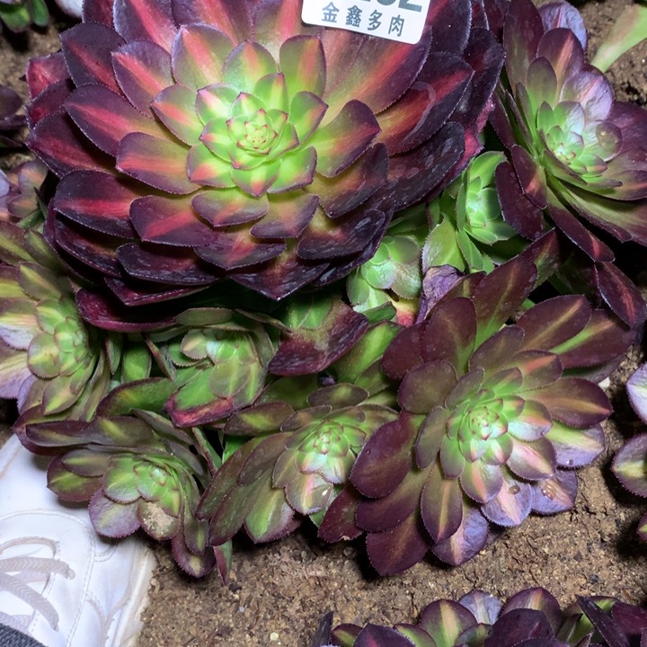 282多肉植物嫩桩