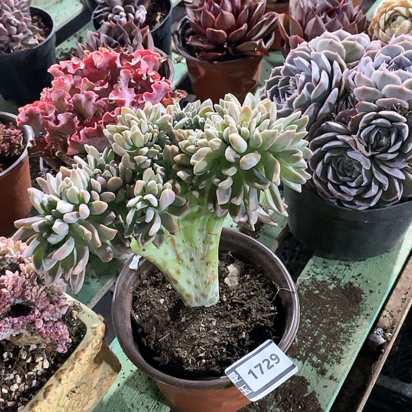 【闪购商品】淡雪缀1729