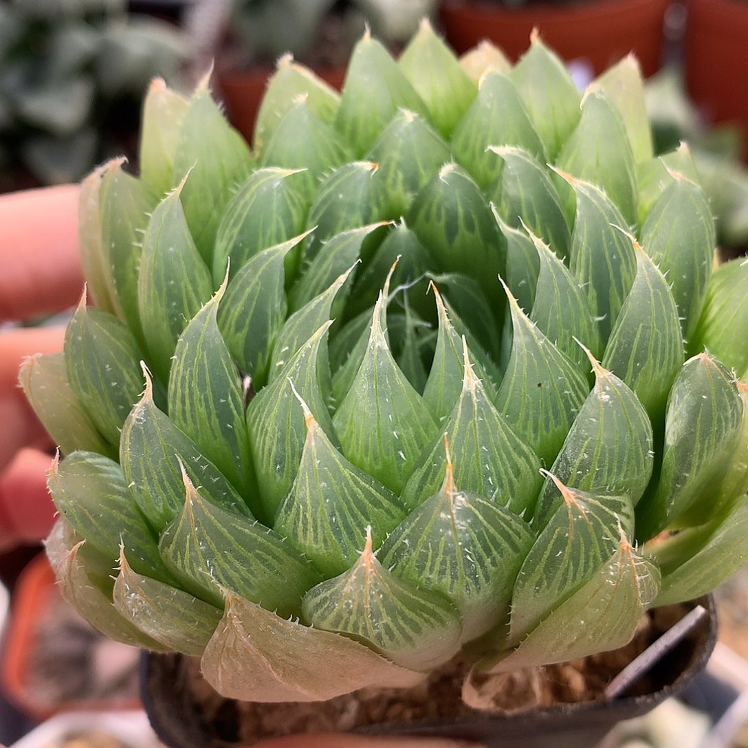 实生原始种玉露丽flywo