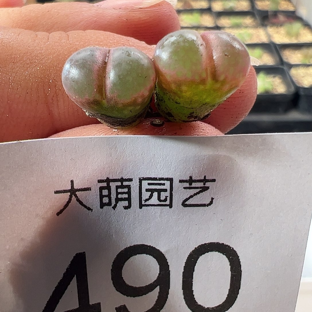一物一拍。    粉眼豆豆490