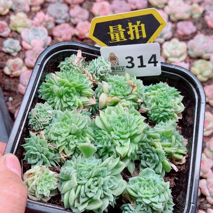 多肉植物多肉植物
