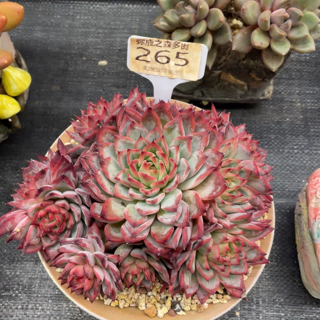 弥鹿之森一物一拍