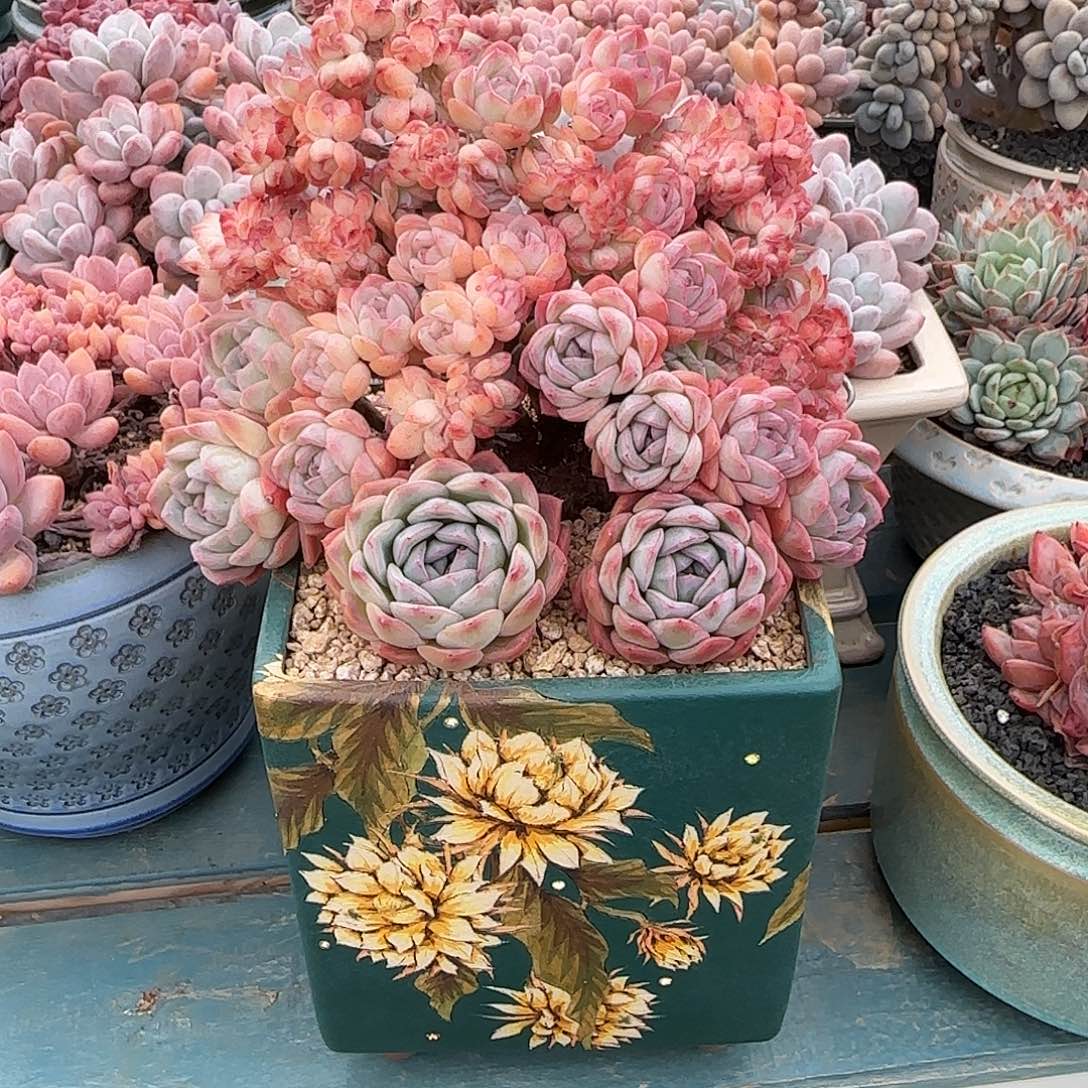 紫月姐带盆111111111