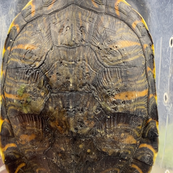 巴西彩龟母666666