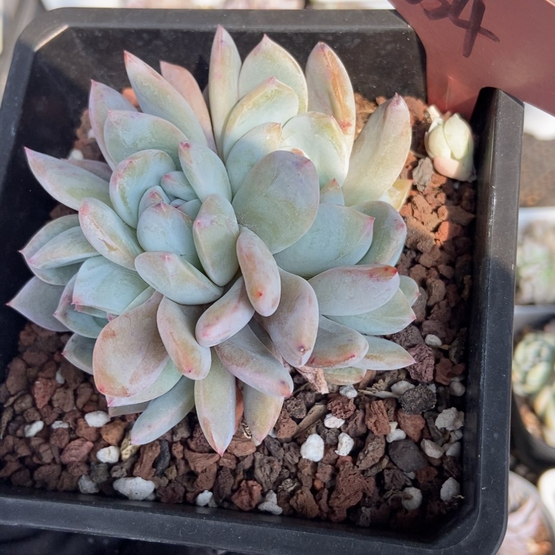 654橙子多肉植物保护