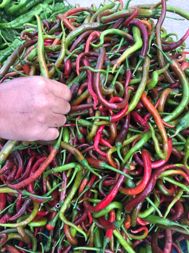 现代购新鲜辣椒临时链接