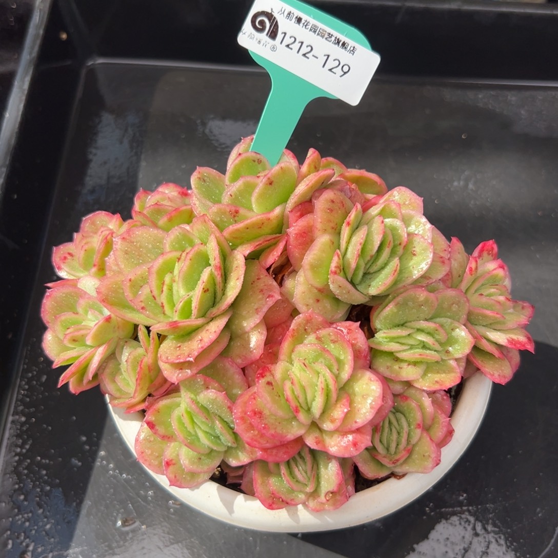 从前慢花园多肉编号1212-129