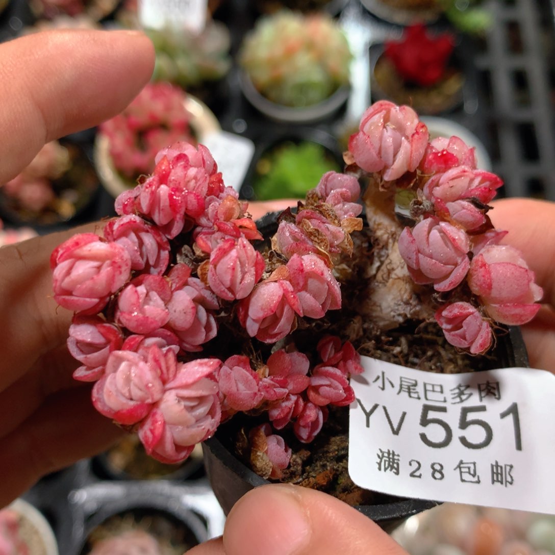 5CM拇指盆精控多肉YV551