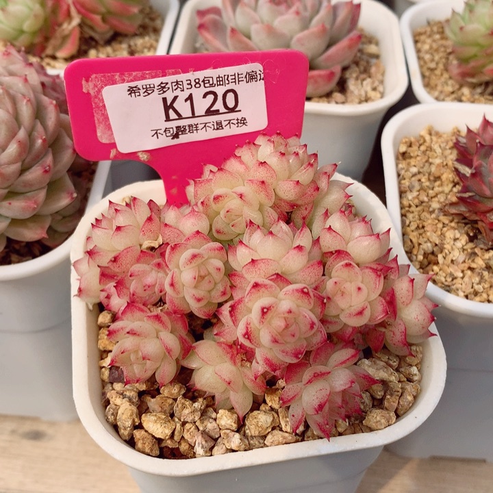 金麦8.5cm不包整群