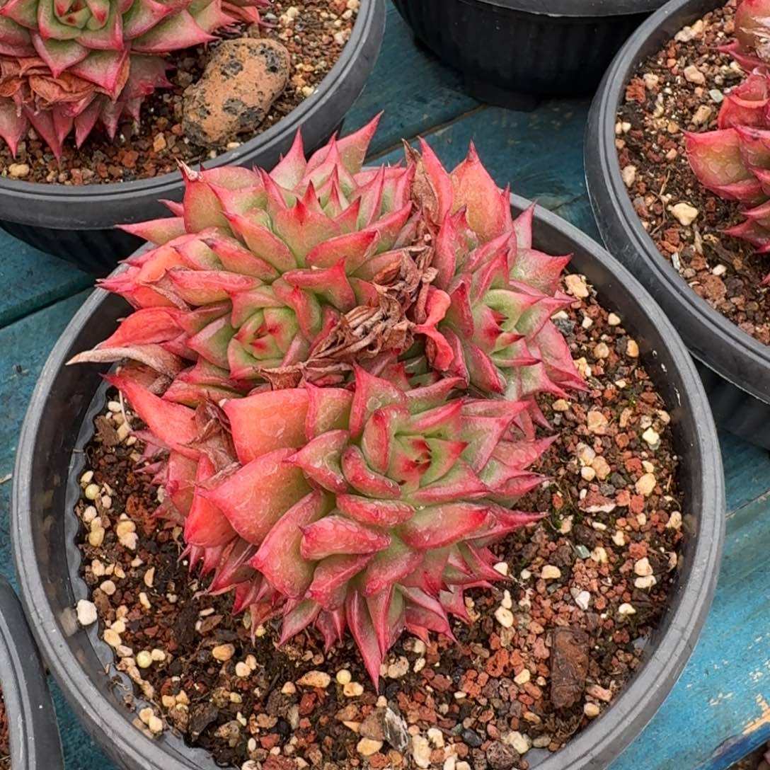 从前慢花园多肉编号-赤星