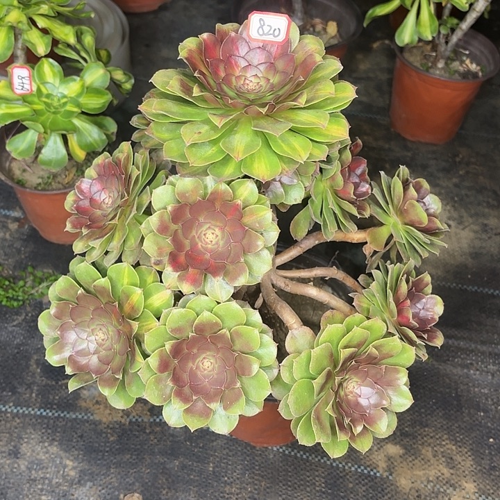 妖桩造型820多肉抹茶