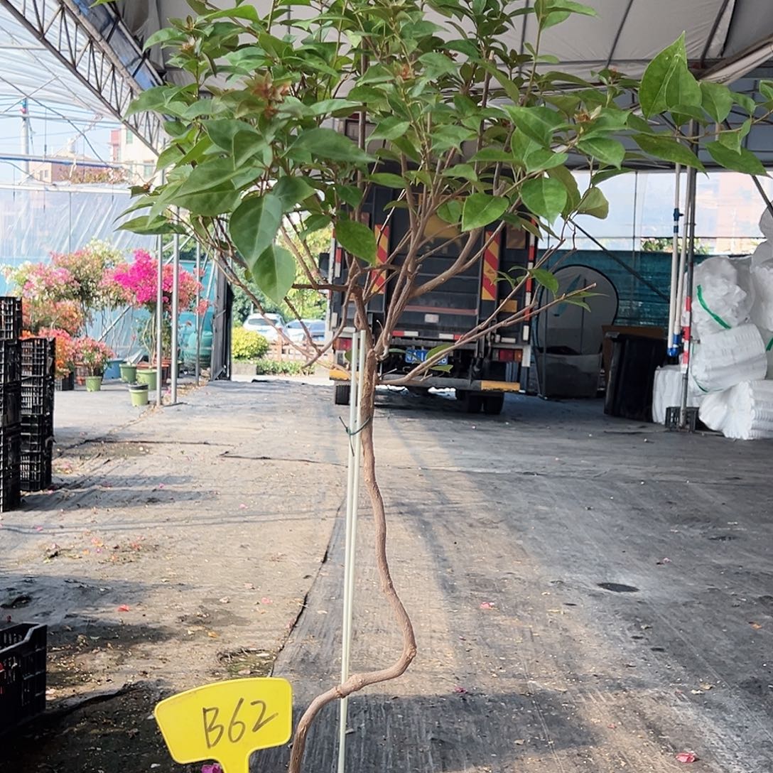 L***8大部分花苞少量开放B62金发