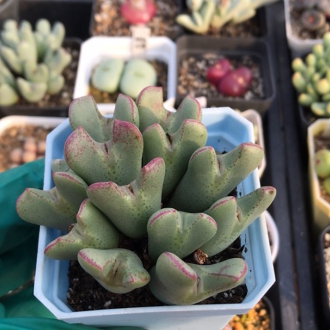 多肉肉锥 13头红小秀