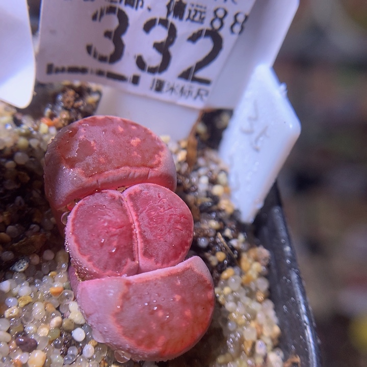 Sss精品生石花332