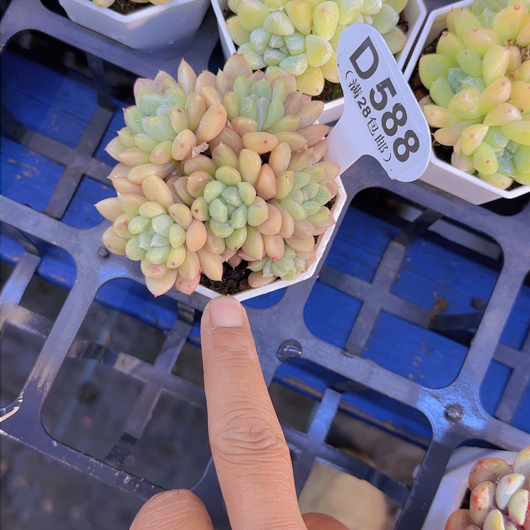 D588百达翡翠一物一拍