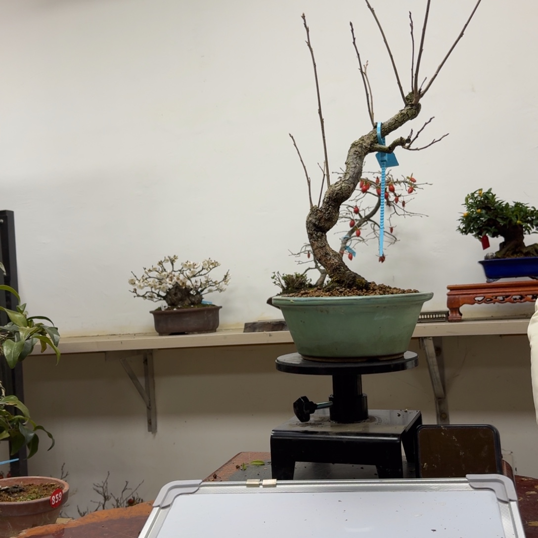 暇***居无花朵864顺丰到付不包邮