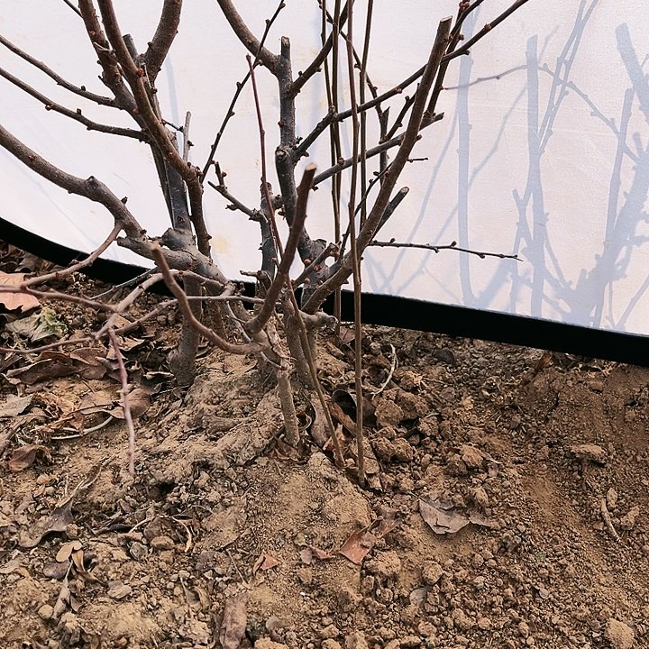 傲***雪无花朵无花朵无果实