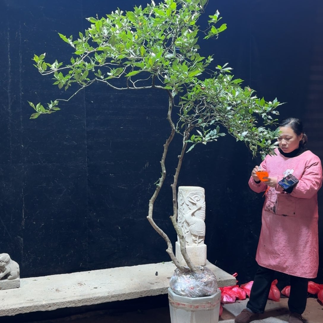 枕***房完全开放栀子花造型树一物一拍