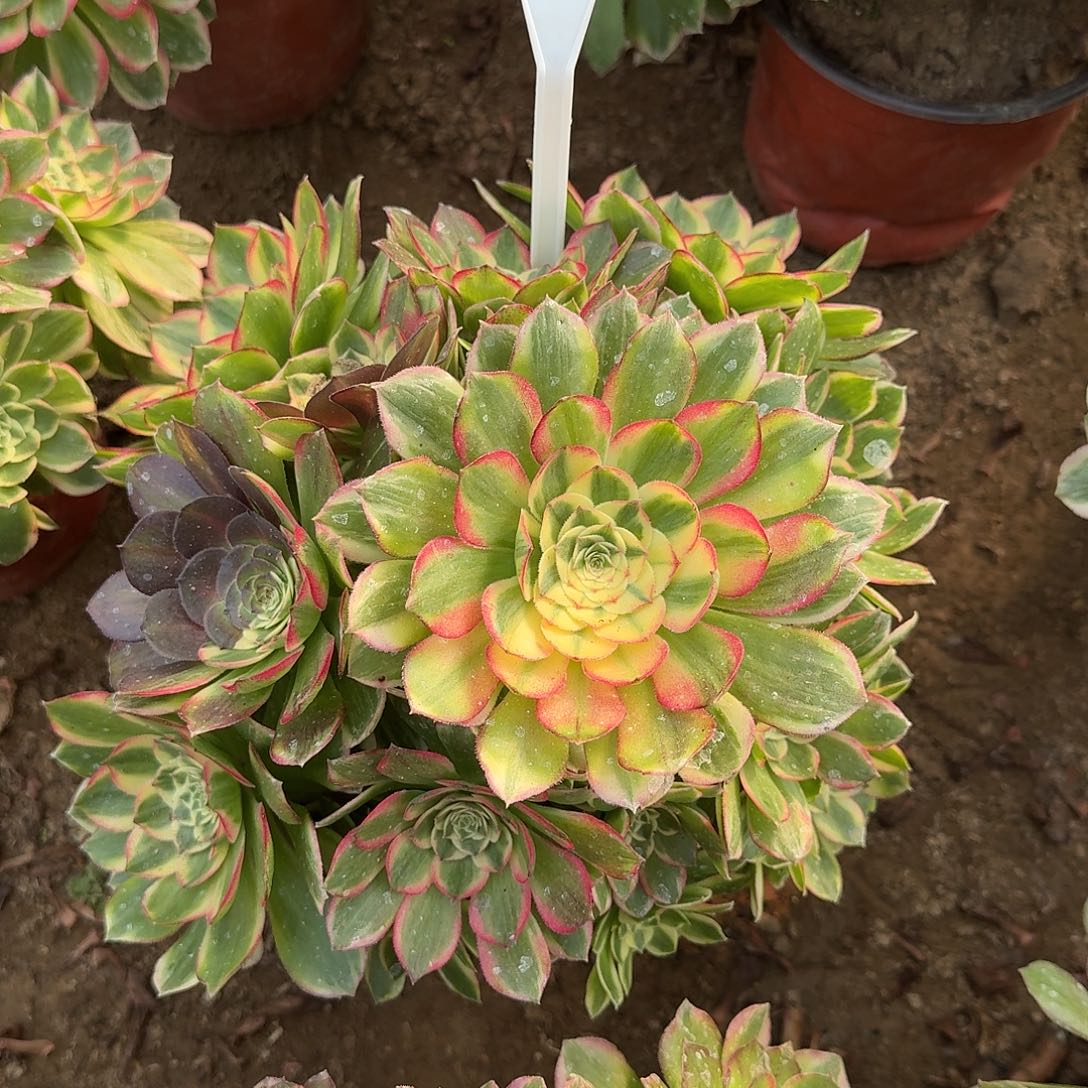 4-227海仙多肉法师多肉