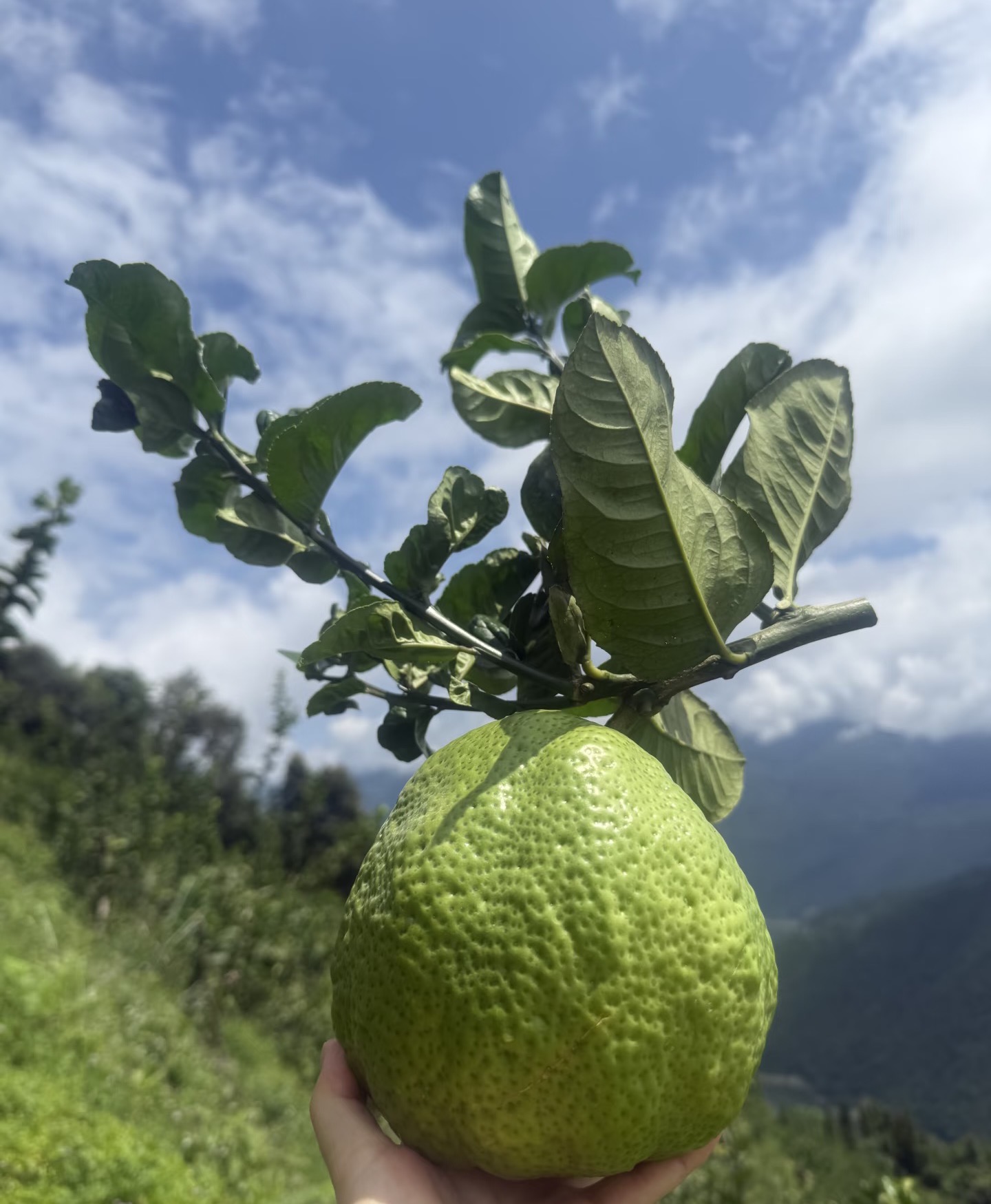 云南高山香橼果现摘香橼可闻香可观赏