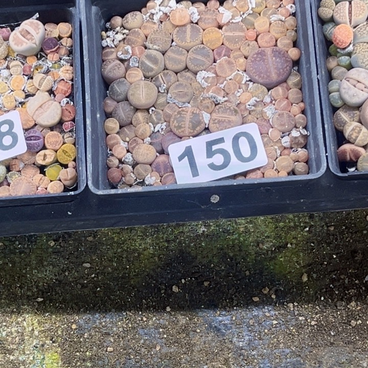 150十方生石花一物一图