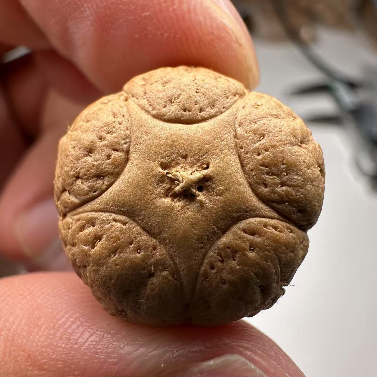 尼泊尔五星菩提，尺寸20，sss系列，货号52