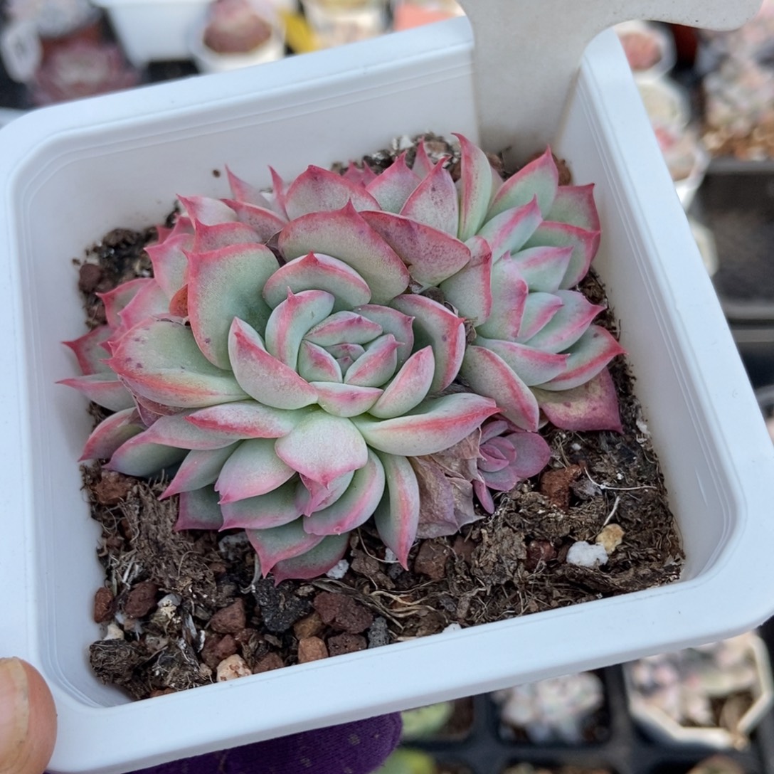 952侧影多肉植物多肉