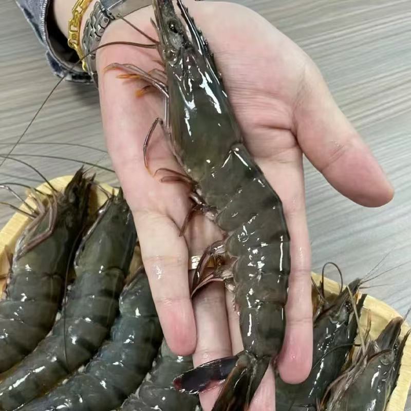 【保鲜不保活】海南大花虾 一斤9-10条左右 2斤起拍 骑手发货