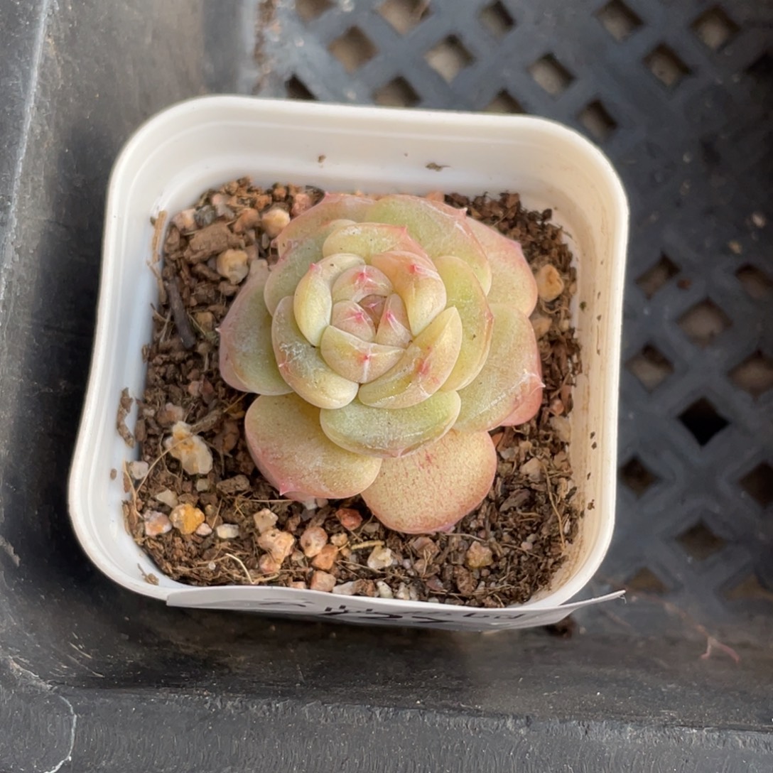 喵***喵727号糖心冰心珍妮