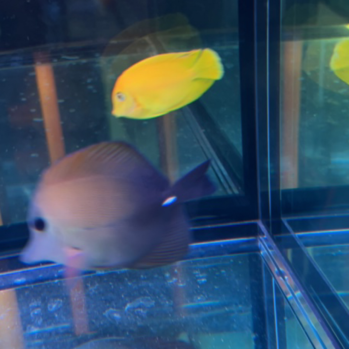  各种漂亮小鱼..