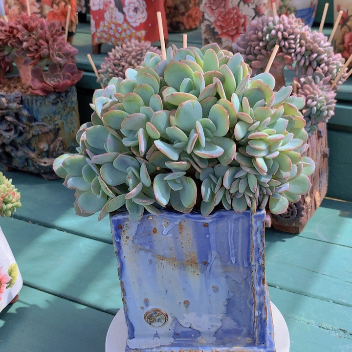 白凤朵朵无砍自然群