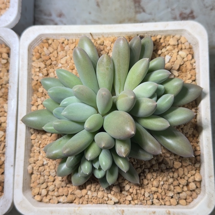 海豚体 哥特 3头 一物一拍