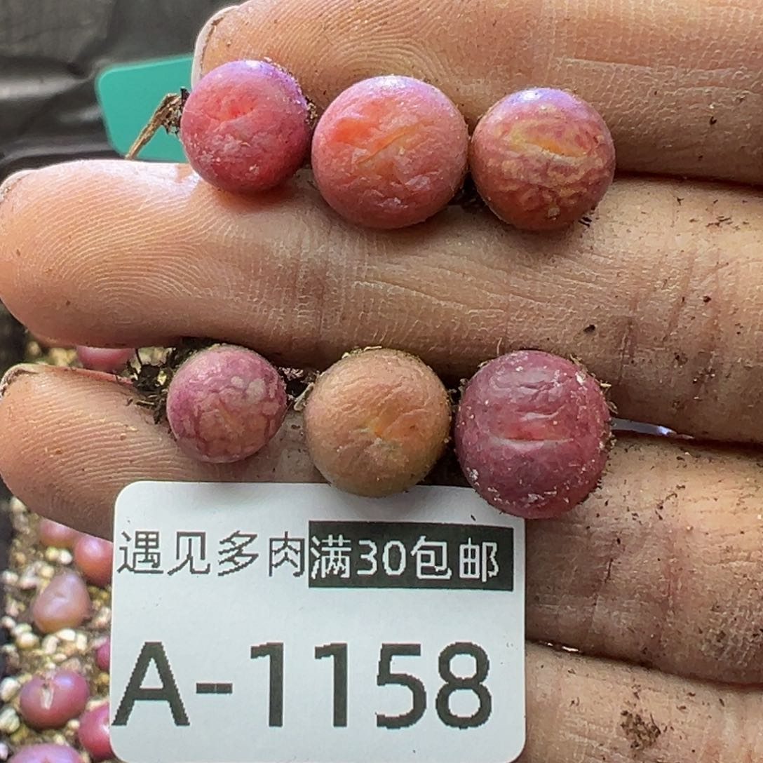 多肉植物1111111111111111