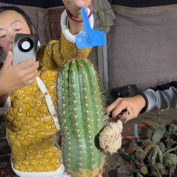 一***吧流苏毛花柱微瑕8号