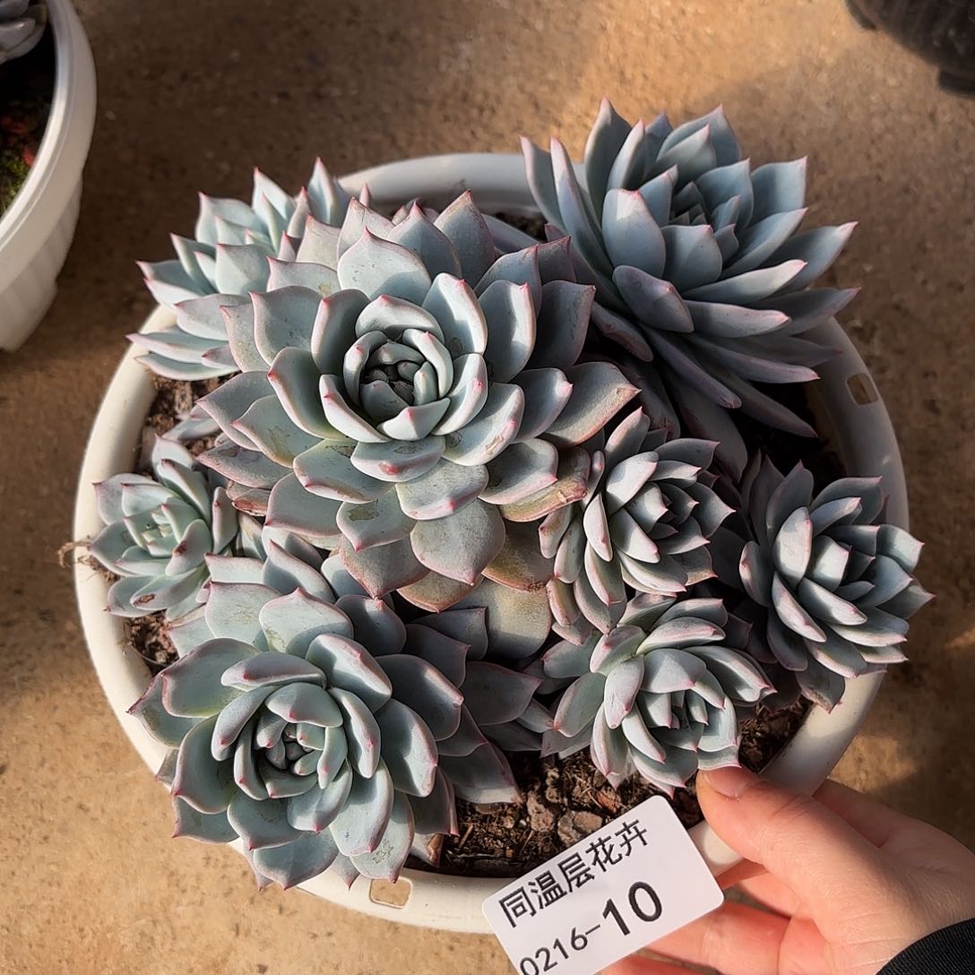 同温层多肉粉蓝鸟10