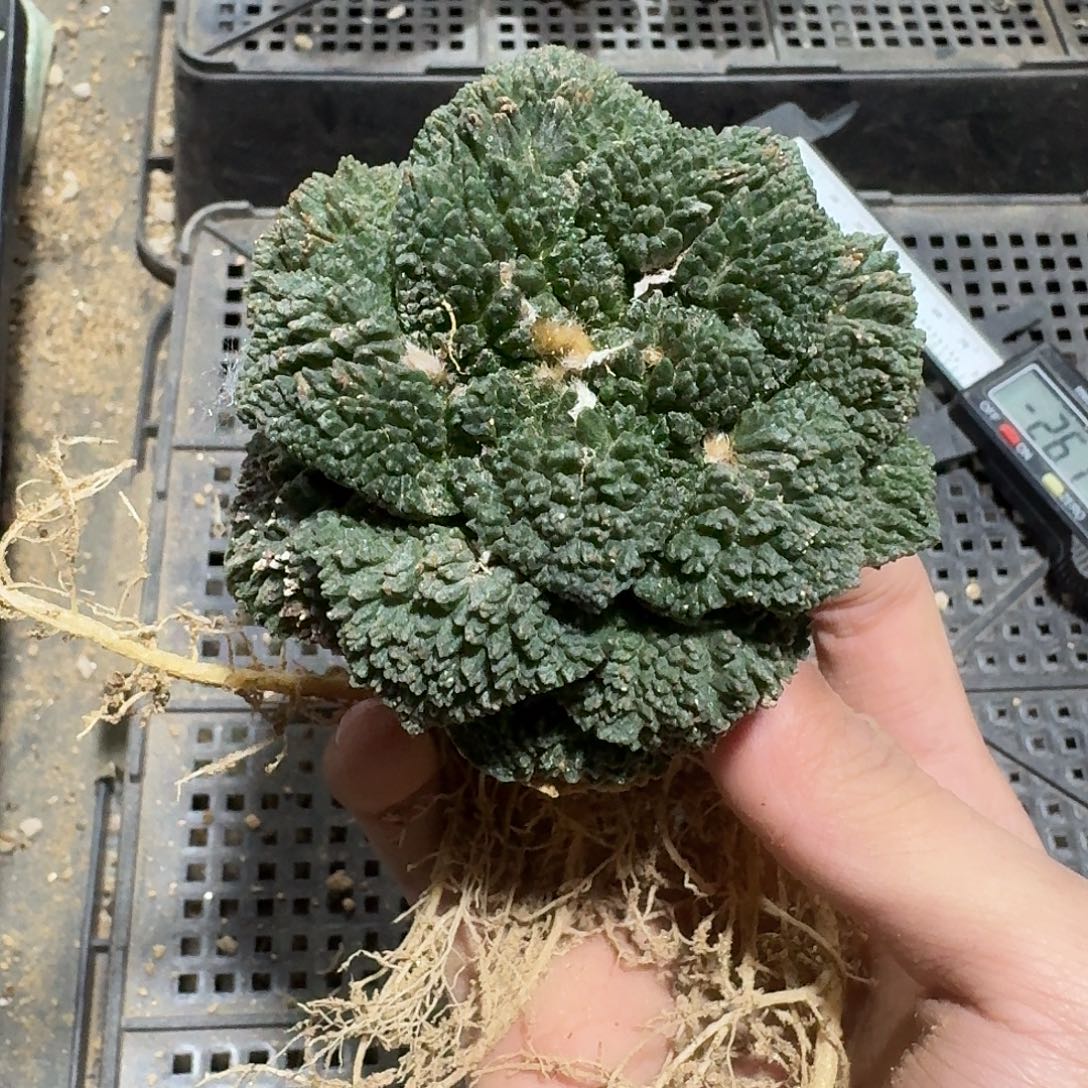 230号仙人球大萝卜根