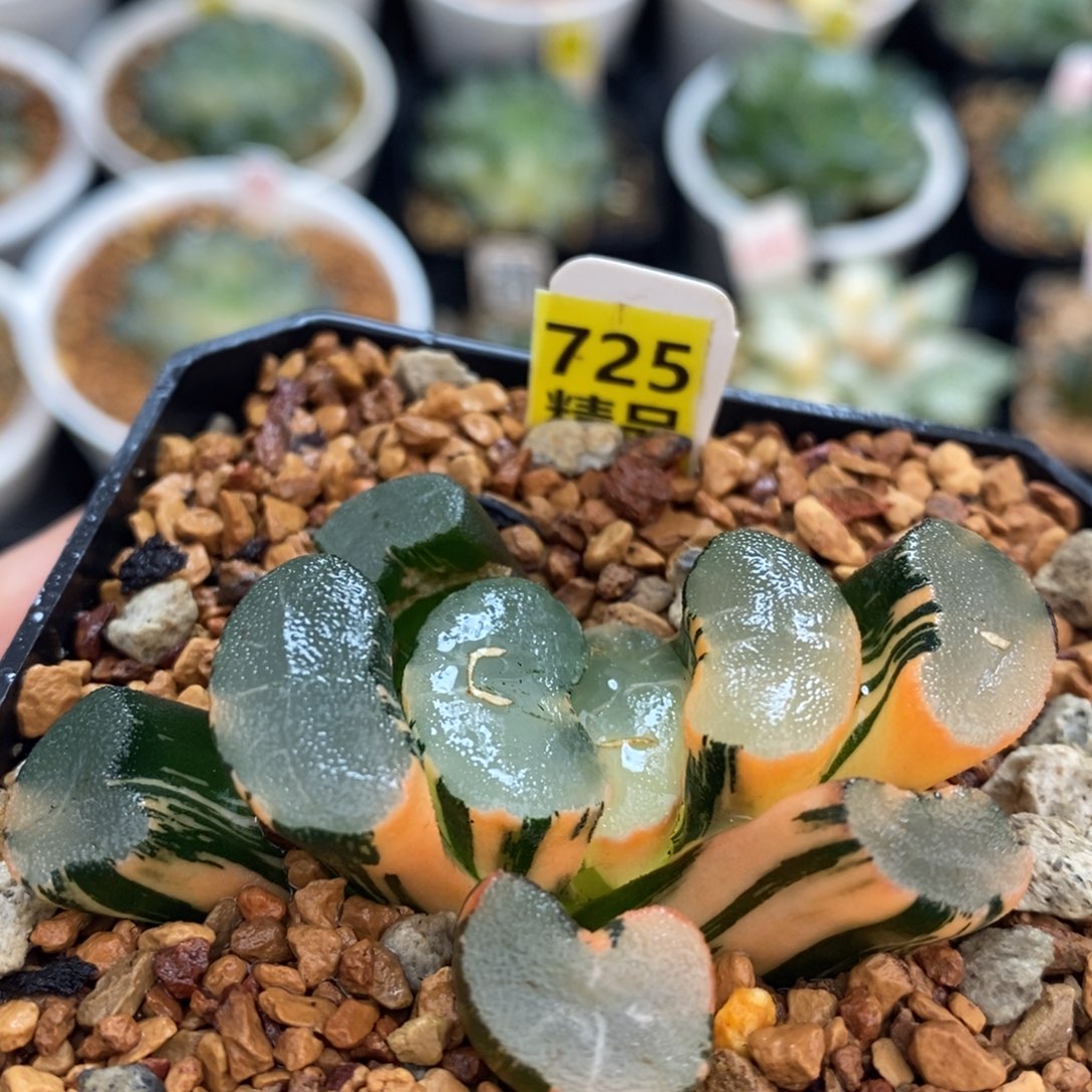 不开花植物725大明湖