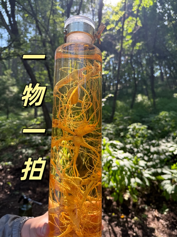 长白山鲜林下野山参/林下籽定制链接