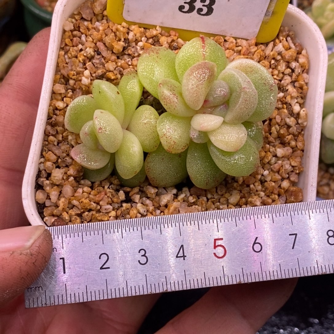 133冰玉石化双头带锦……