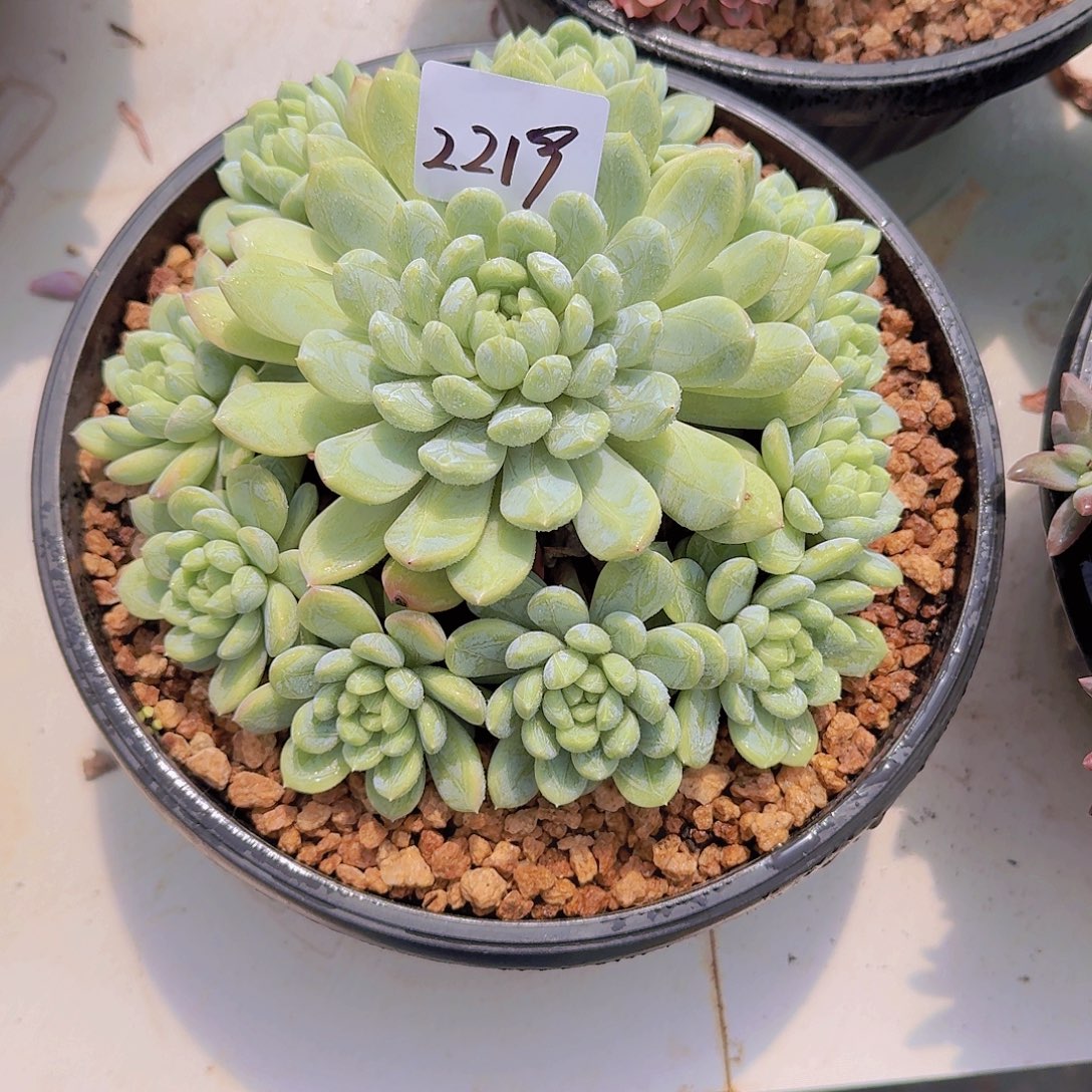 Z***L2218百搭翡翠多肉植物