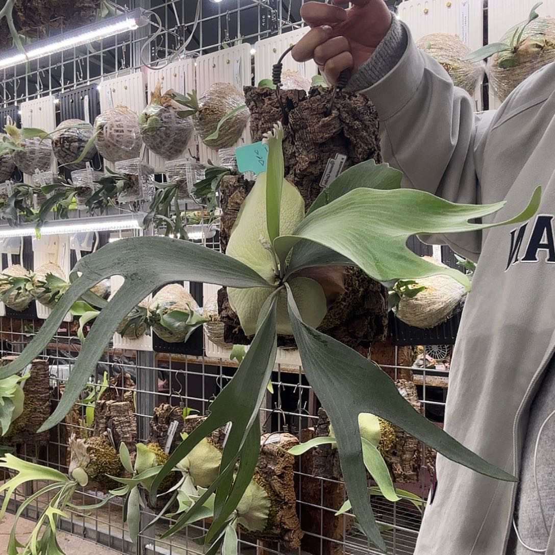 无花朵白二岐鹿角蕨