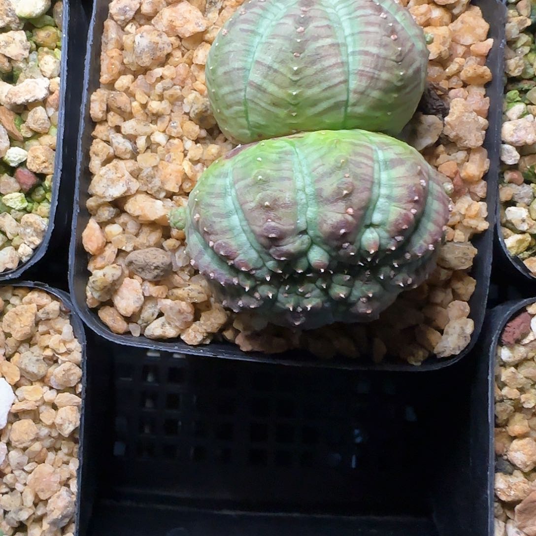 多肉植物 胭脂子吹布纹球