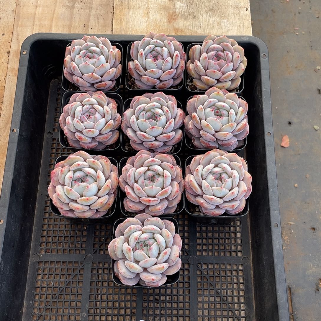 640多肉植物多肉植物